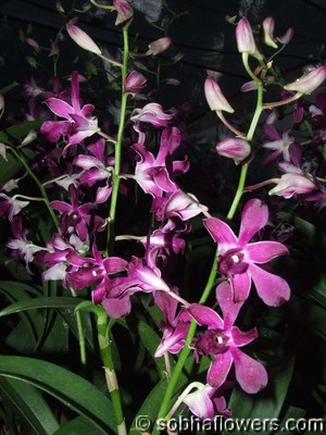 Dendrobium spike